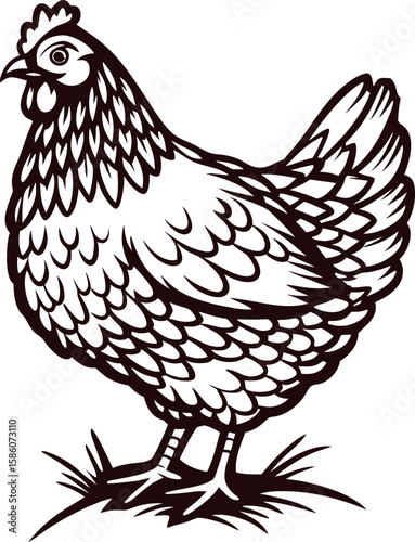 Vintage engraved drawing of a farm hen isolated on white background detailed line art poultry sketch illustration
