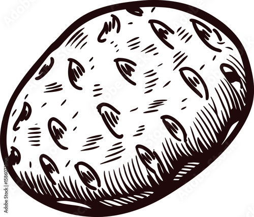 Hand drawn russet potato illustration with engraved detail and textured skin isolated on white background