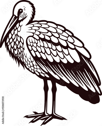 Hand drawn stork bird illustration vintage engraved standing waterfowl with detailed feathers and long beak