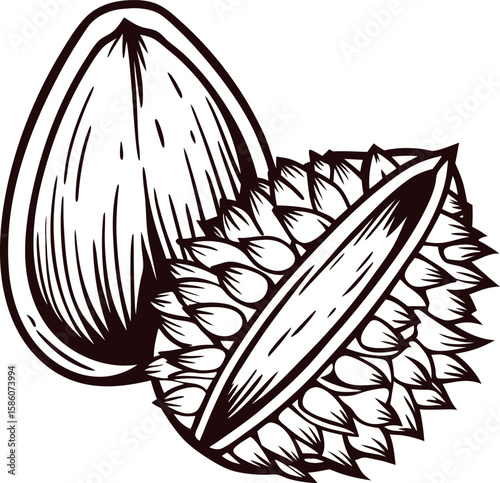 Vintage engraved illustration of whole and half durian fruit with thorny shell and seed isolated on white background