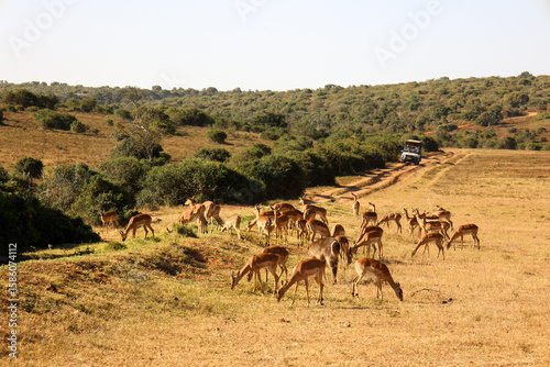 Safari vehicle watching herd of  Impala grazing in addo national park