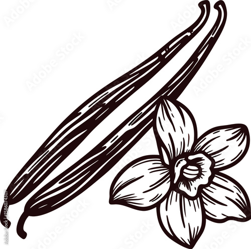 Vanilla pods and blossom illustration hand drawn striped vanilla beans with open flower botanical sketch drawing