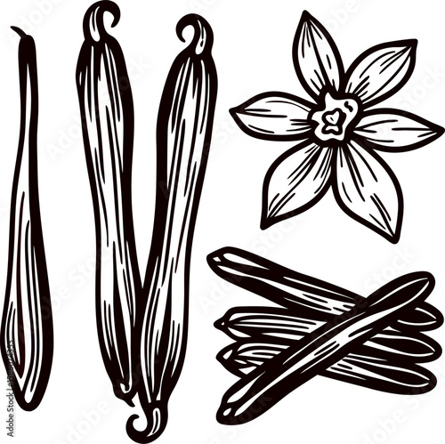 Hand drawn vanilla beans and flower illustration botanical sketch of aromatic plant parts isolated on white