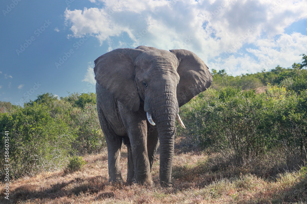 Fototapeta premium Portrait of an african elephant with large tusks