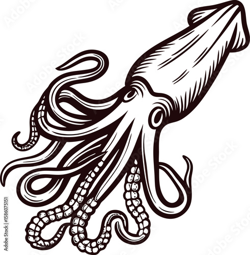 Detailed hand drawn illustration of a squid with tentacles extended in vintage engraving