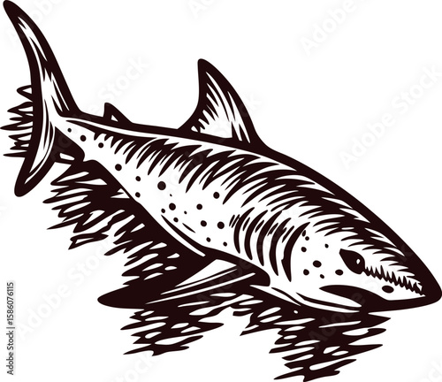 Detailed hand drawn shark illustration in vintage engraving with water reflection on white background