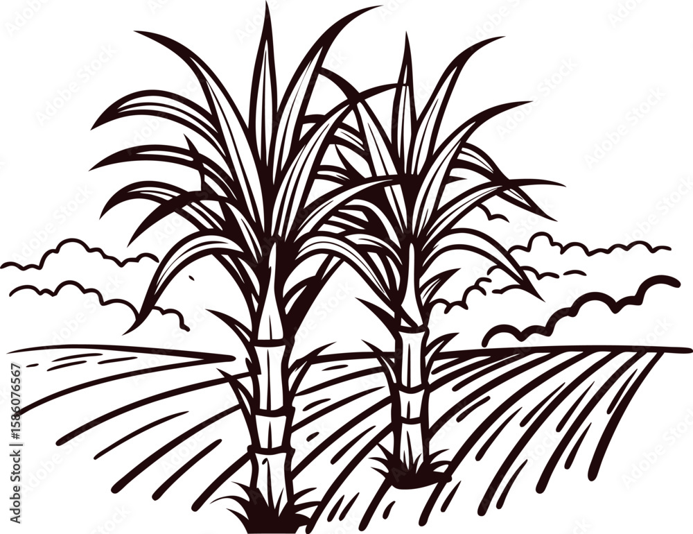 Obraz premium Sugarcane plants on cultivated field vintage black line sketch of sugarcane farming landscape with agricultural background