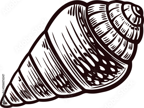 Detailed hand drawn sea snail shell isolated  illustration vintage marine spiral mollusk engraving design