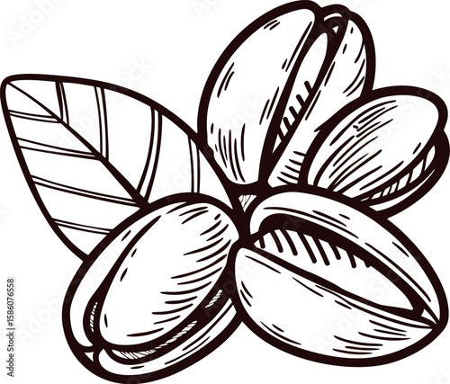 Hand drawn pistachio nuts with leaves isolated detailed vintage botanical illustration, black outline sketch on white backdrop