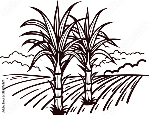 Sugarcane plants on cultivated field vintage black line sketch of sugarcane farming landscape with agricultural background