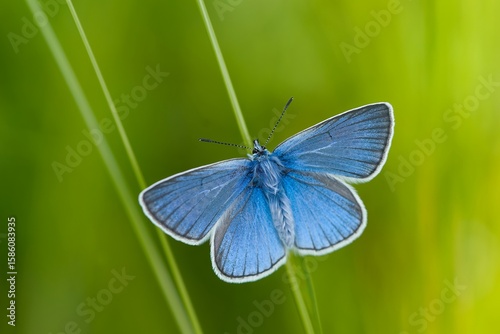 Portrait of a beautiful Amanda's blue butterfly. Polyommatus amandus