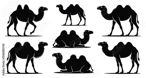 Set of six black camel silhouettes featuring Bactrian camels in standing, walking, and resting poses, symbolizing desert life and heritage on white background