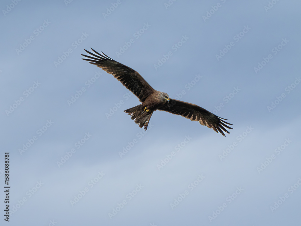 Obraz premium Seeadler