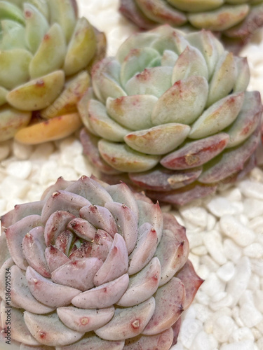 Closeup of echeveria succulent plant in beautiful shape, with small white pebbles covering the surface of the soil.