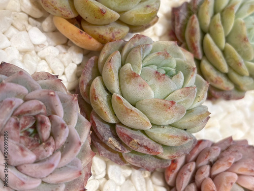 Closeup of echeveria succulent plant in beautiful shape, with small white pebbles covering the surface of the soil.