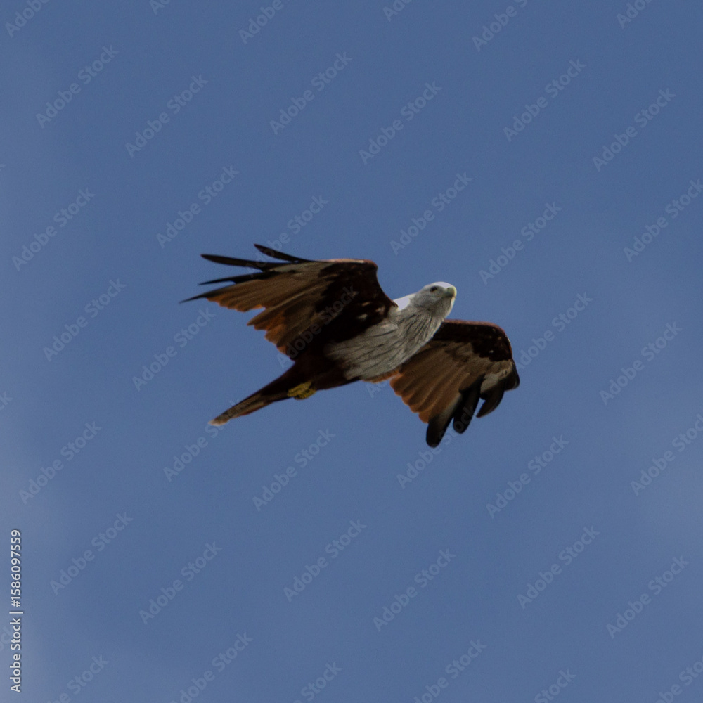 Obraz premium Sea Eagle flying over at Patong Beach looking for his food on the beautiful island of Phuket Thailand