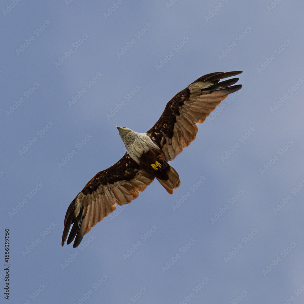 Obraz premium Sea Eagle flying over at Patong Beach looking for his food on the beautiful island of Phuket Thailand