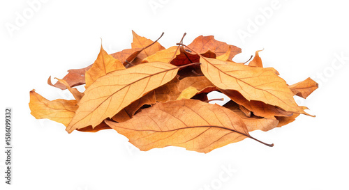 Pile of dry brown autumn leaves isolated on transparent background