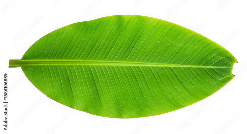Obraz premium Vibrant green banana leaf with prominent veins isolated on transparent background
