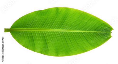 Vibrant green banana leaf with prominent veins isolated on transparent background
