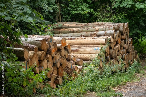 Large quantity of felled tree trunks piled up in forest