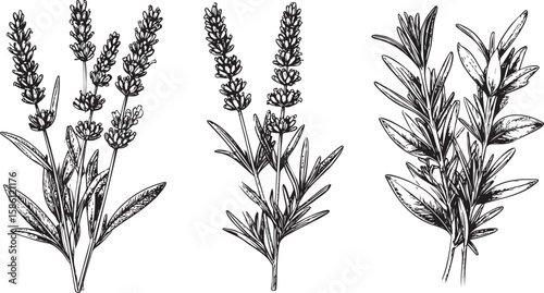 Hand-Sketched Lavender and Rosemary Branch