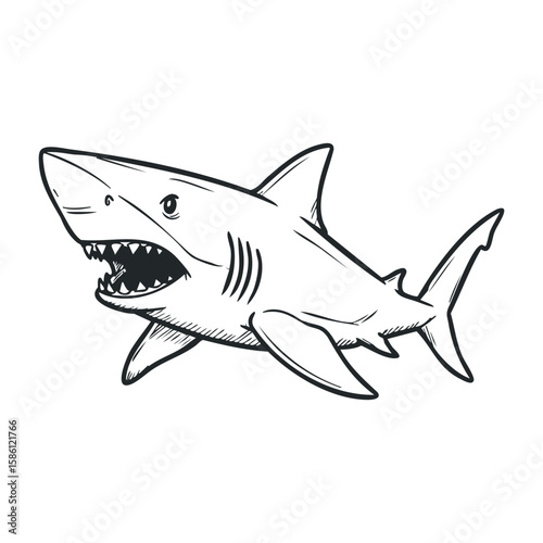 Aggressive shark sketch in black and white with open mouth. Hand draw vector illustration