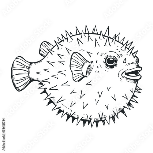 Detailed monochrome drawing of a spiky puffer fish displaying unique texture. Hand draw vector illustration