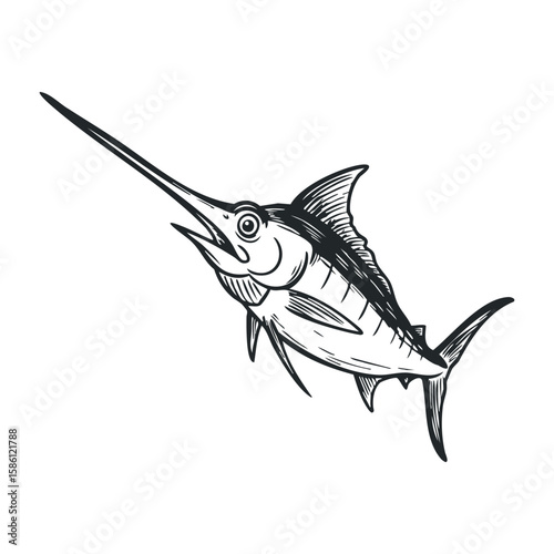 Black and white swordfish drawing with long bill and detailed fins. Hand draw vector illustration