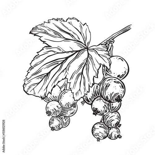 Currant plant black and white floral vector illustration. Hand drawn botanical ink sketch of garden berries for farmers, package, cosmetic, textile