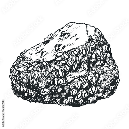 Stylish almond-crusted cheeseball with herbs and cheese for elegant appetizers. Hand draw vector illustration