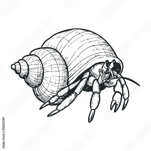 Detailed black and white hermit crab sketch with spiral shell. Hand draw vector illustration