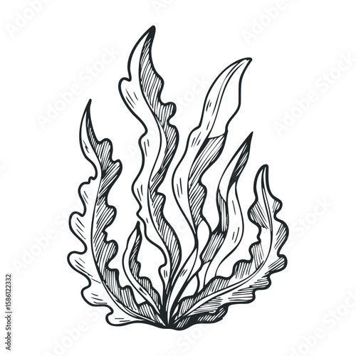 Monochrome botanical drawing of stylized kelp leaves in detailed ink design. Hand draw vector illustration
