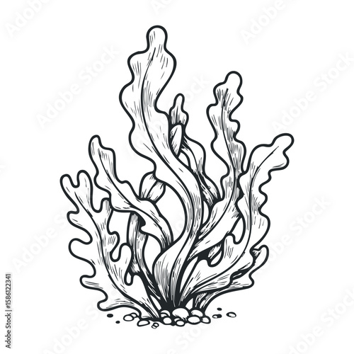 Detailed black and white seaweed illustration on white background. Hand draw vector illustration