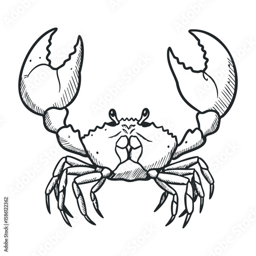 Detailed black and white crab drawing highlighting large claws and textured shell design. Hand draw vector illustration