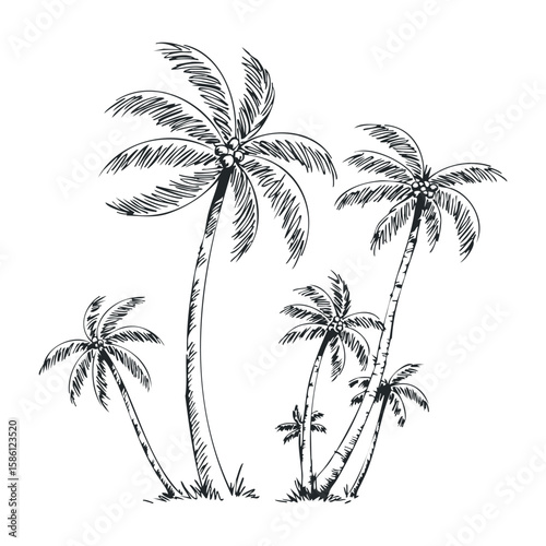 Hand-drawn tropical palm trees sketch featuring multiple coconut palms. Hand drawn vector illustration