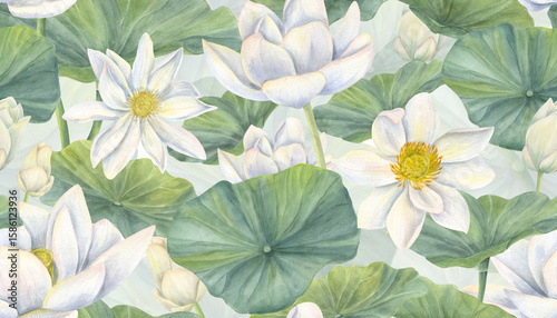 Fotografie White waterlilies flowers with buds, leaves watercolor horizontal border isolated on white