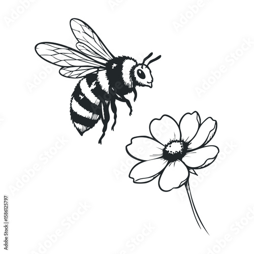 Detailed black and white illustration of bee approaching flower. Hand drawn vector illustration