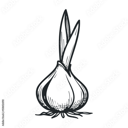 Black and white sketch of growing onion bulb with leaves vector. Hand drawn vector illustration