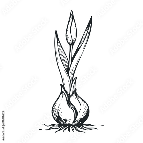 Black and white tulip bulb sketch with bud and leaves on white background. Hand drawn vector illustration