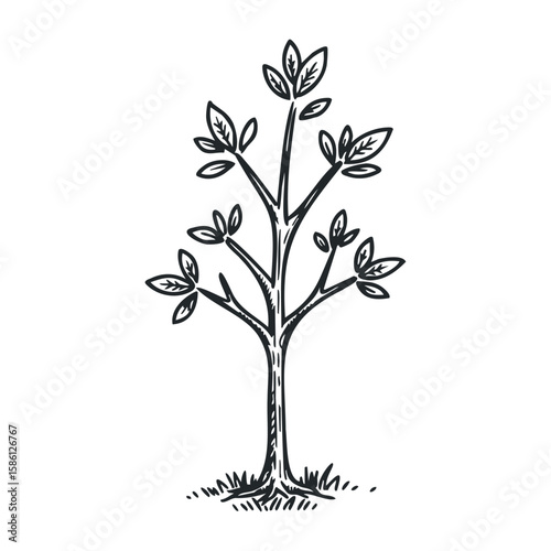 Simple black and white drawing of a young tree with leaves on branches. Hand drawn vector illustration