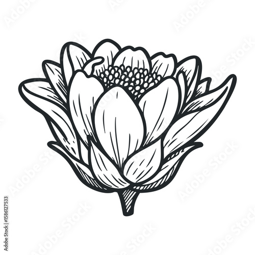 Monochrome lotus bloom with detailed petals and stamen in line art style. Hand drawn vector illustration
