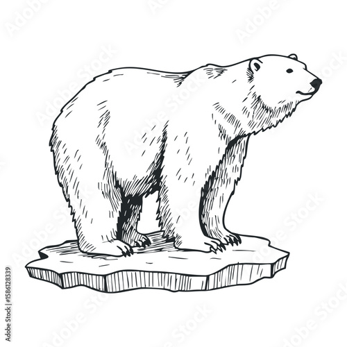 Hand-drawn polar bear on iceberg illustration. Hand drawn vector illustration