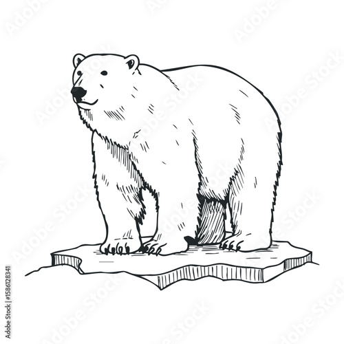 Hand-drawn polar bear standing on iceberg in black and white graphic art. Hand drawn vector illustration