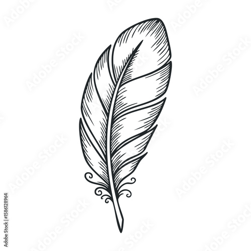 Detailed black and white feather drawing with intricate line patterns. Hand drawn vector illustration