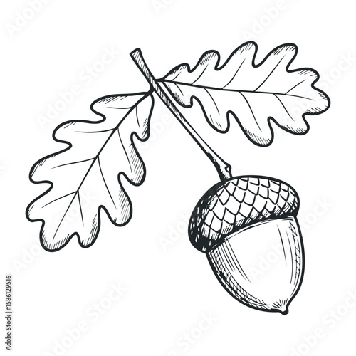 Detailed sketch of oak leaf and acorn with intricate patterns. Hand drawn vector illustration