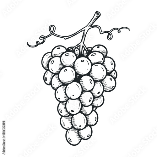 Black and white sketch of grapes with vine detailing. Hand drawn vector illustration