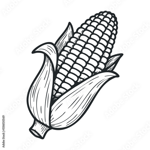 Detailed vintage corn sketch with husk and kernels on white background. Hand drawn vector illustration