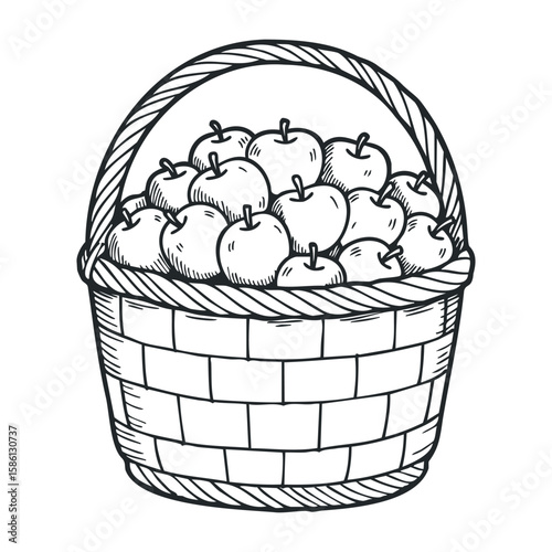 Hand-drawn basket full of fresh apples in line art style illustration. Hand drawn vector illustration