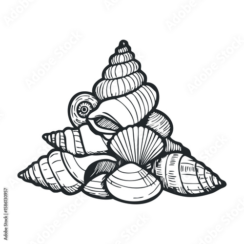 Detailed black and white seashell sketch of intricate conch and scallop designs. Hand drawn vector illustration